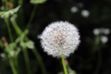 Flowers dandelion macro photo