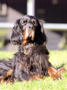 Gordon setter sitting sunbathing