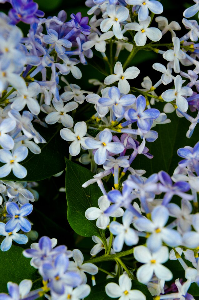 Garden plants nature flower