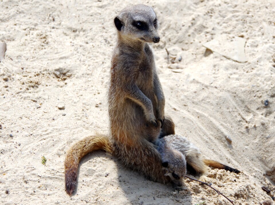 Sentinel desert fauna mammal