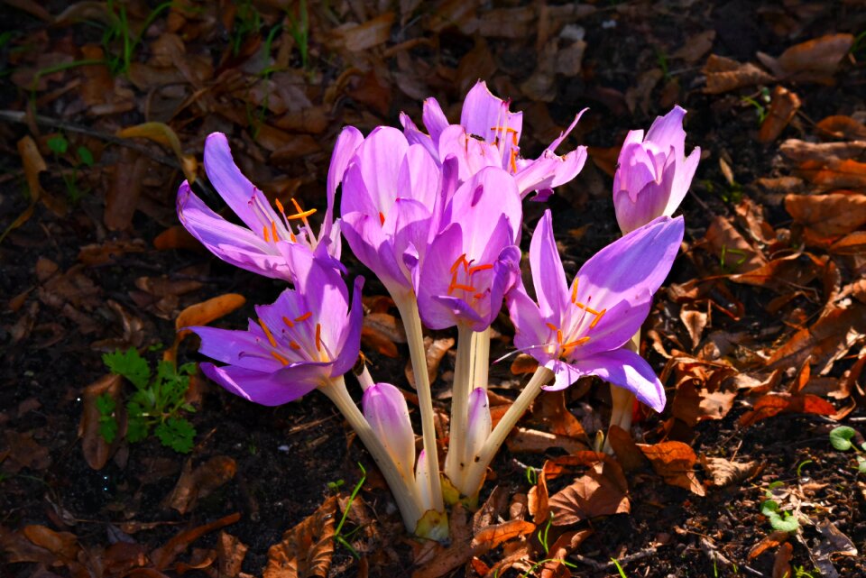 Bloom garden pink