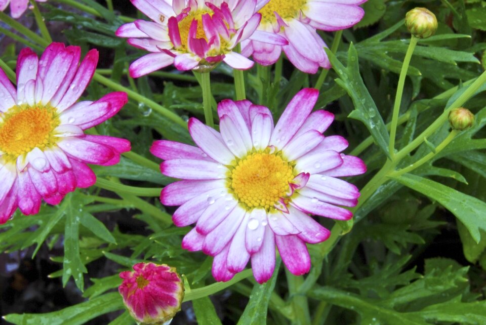 Flower close up full bloom