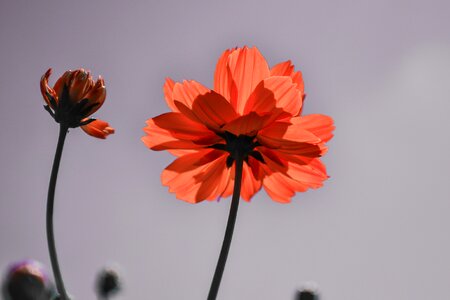 Nature in the summer of mood