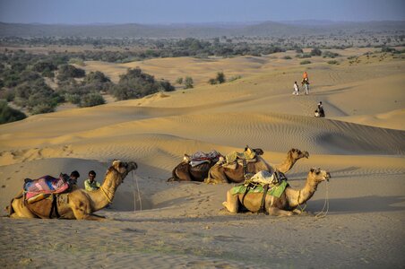 Sand camels animals