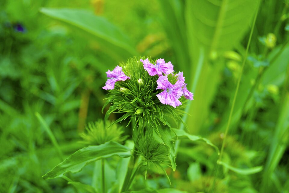 Green leaf nature small plant