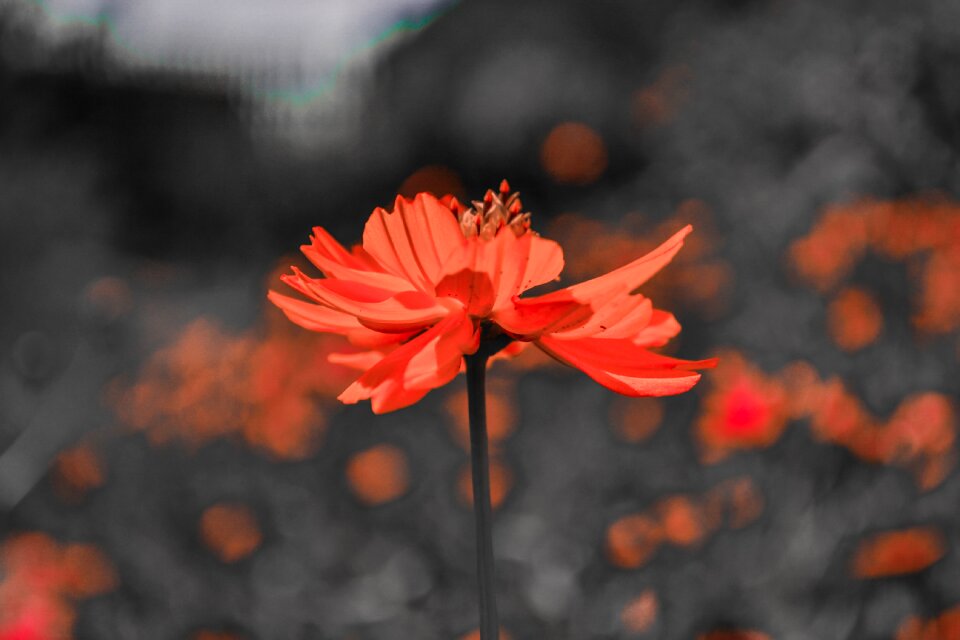 Flowers spring bloom