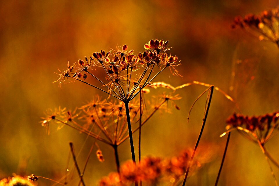 Nature summer brown nature