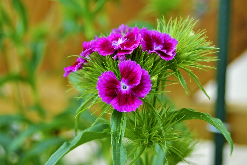 Nature flowers pink flowers photo