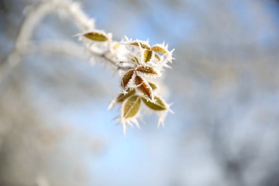 Frost frozen cold