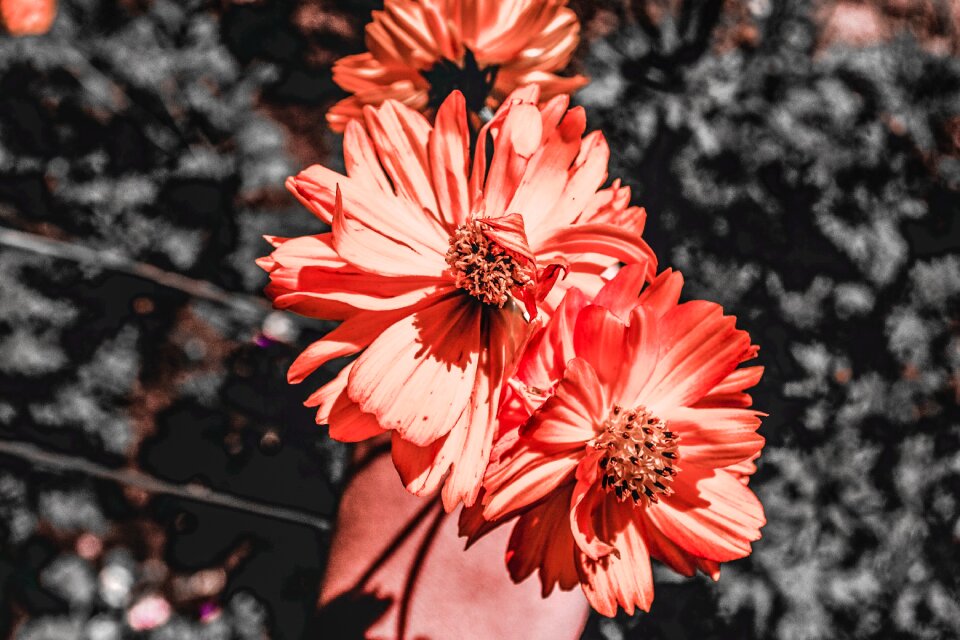 Flowers spring bloom