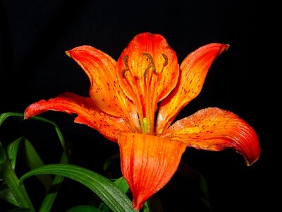Flower nature lily photo