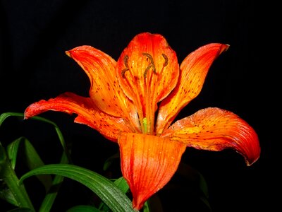 Flower nature lily