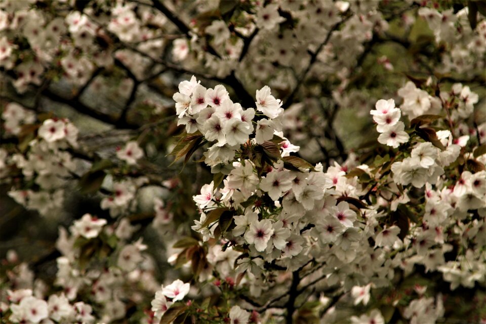 Tree cherry season