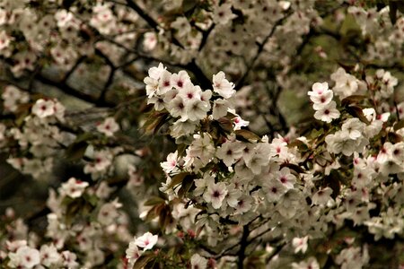 Tree cherry season photo