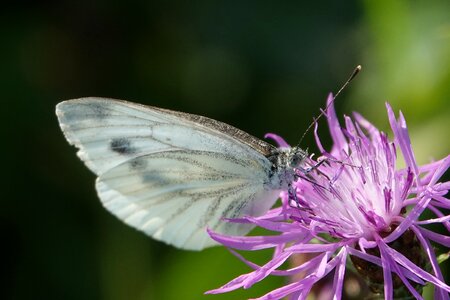 Close up wing macro photo