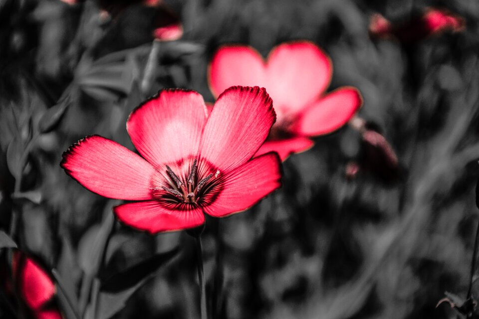 Flowers spring bloom