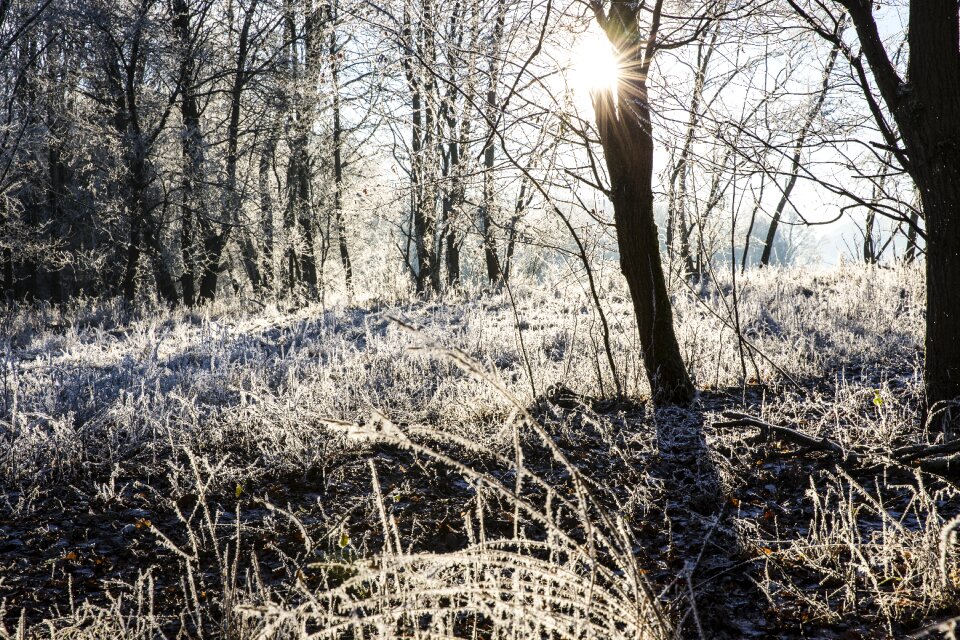 Nature frozen white photo