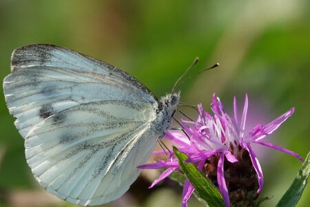 Close up wing macro