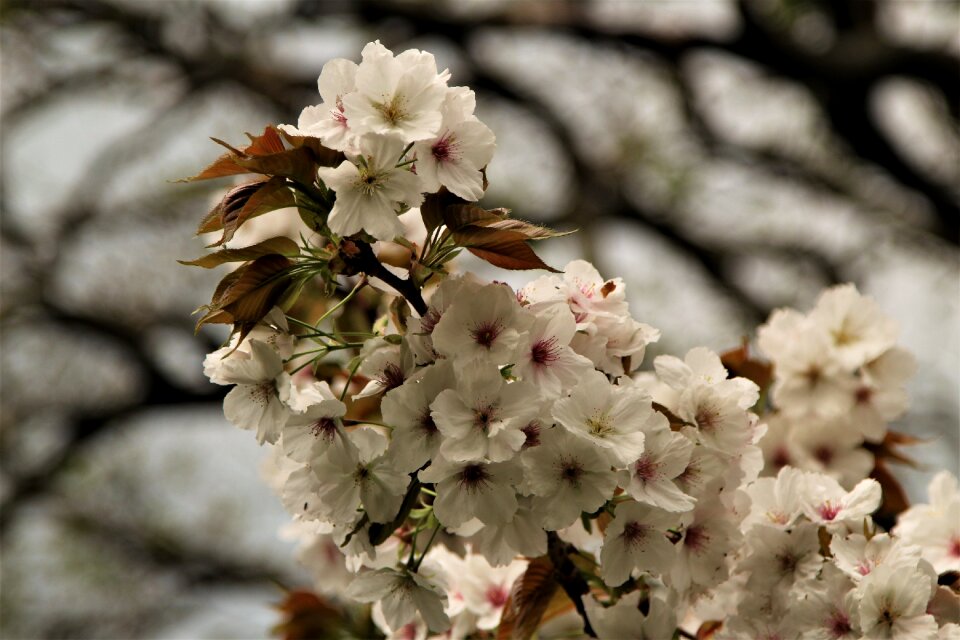 Cherry nature springtime