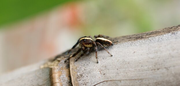 Spider macro colombia