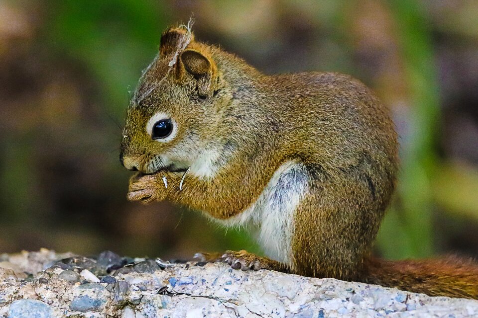 Nature animal furry