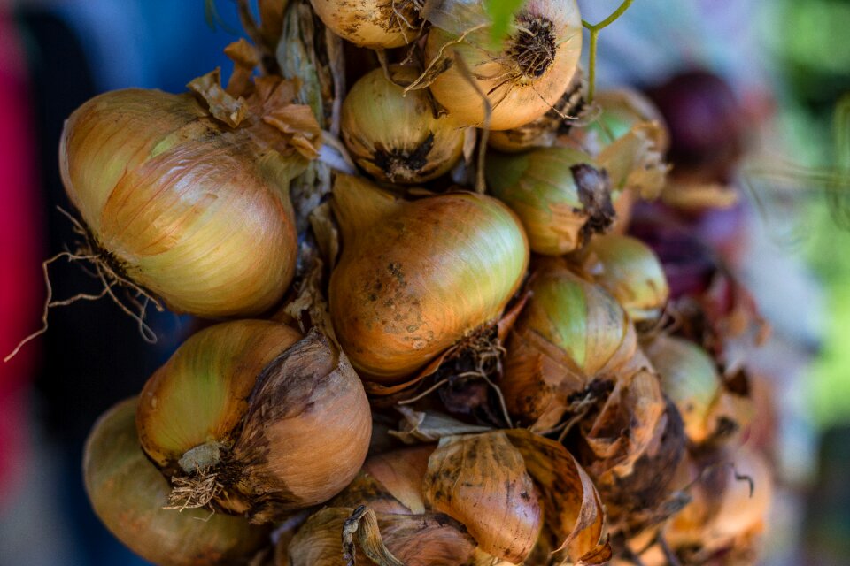 Onion healthy vegetables