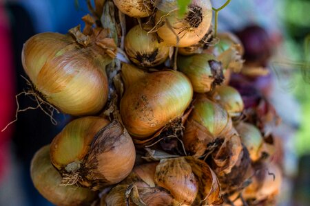 Onion healthy vegetables