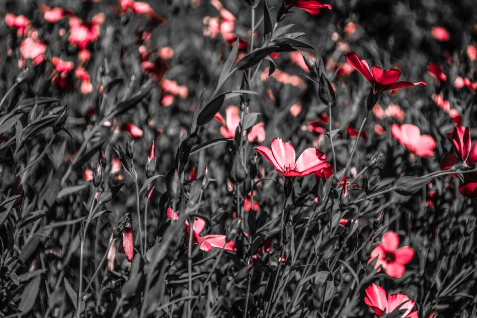 Flowers spring bloom