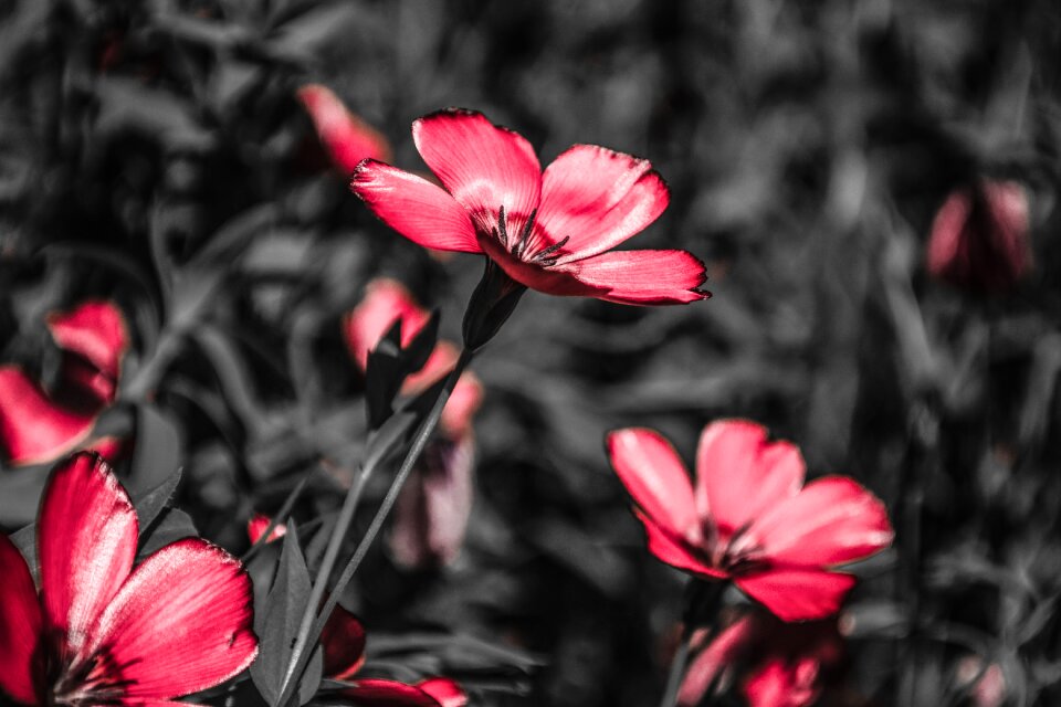 Flowers spring bloom