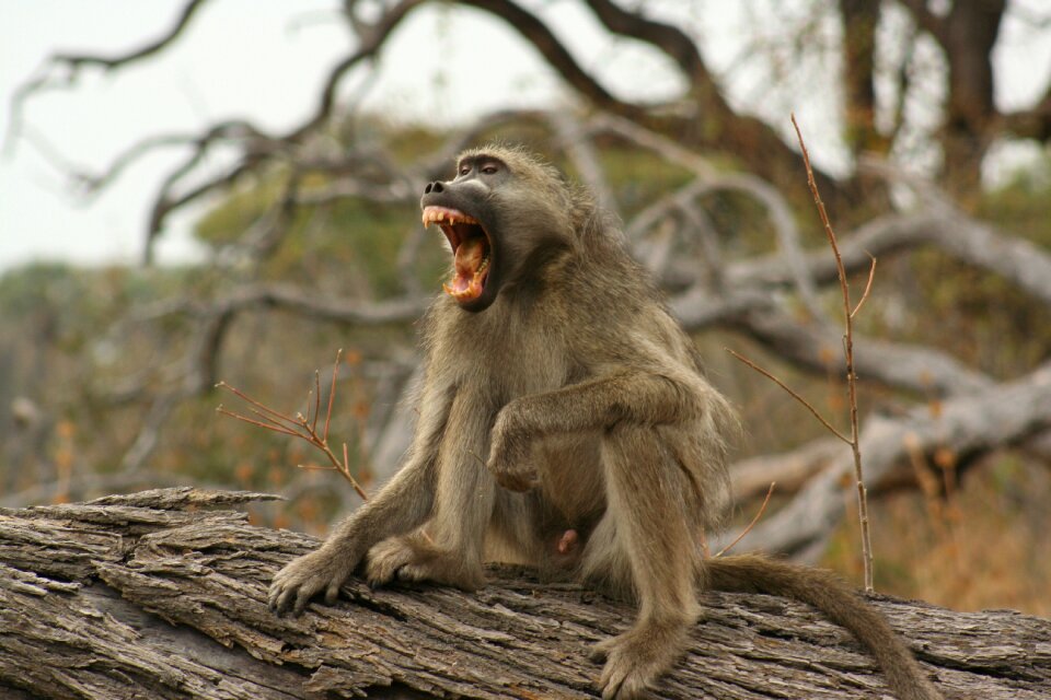 Animals monkeys wild life