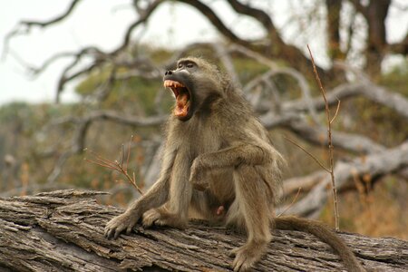 Animals monkeys wild life photo