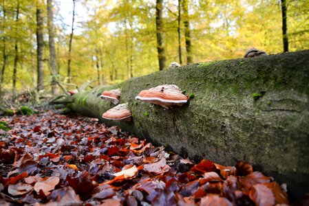 Nature tree autumn photo