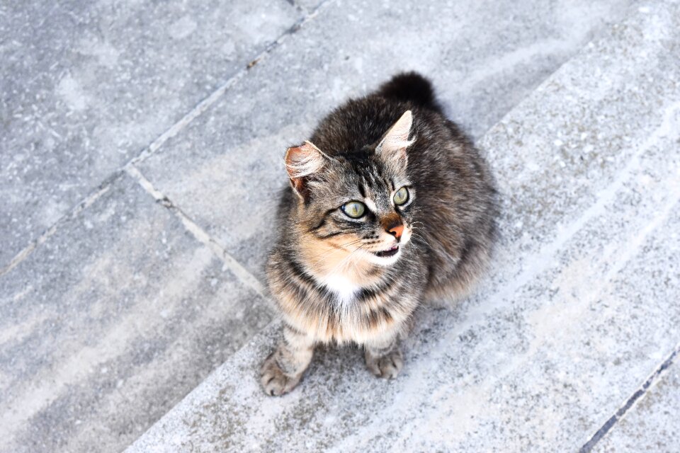 Dachowiec domestic cat animal