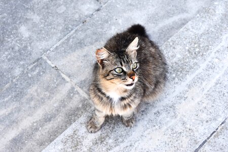 Dachowiec domestic cat animal photo