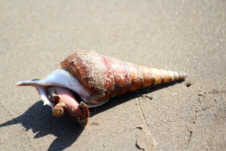 Sea marine shell