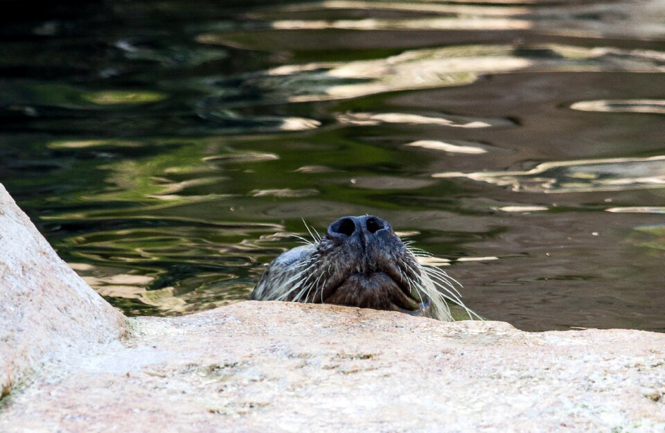 Nose meeresbewohner animal world