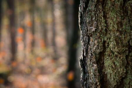 Nature forest wood