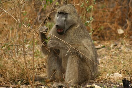 Animals monkeys wild life photo