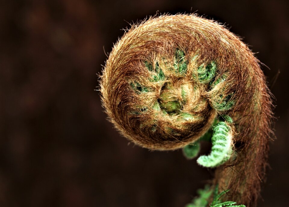 Flora spiral leaf