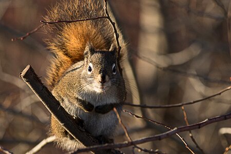 Nature animal furry