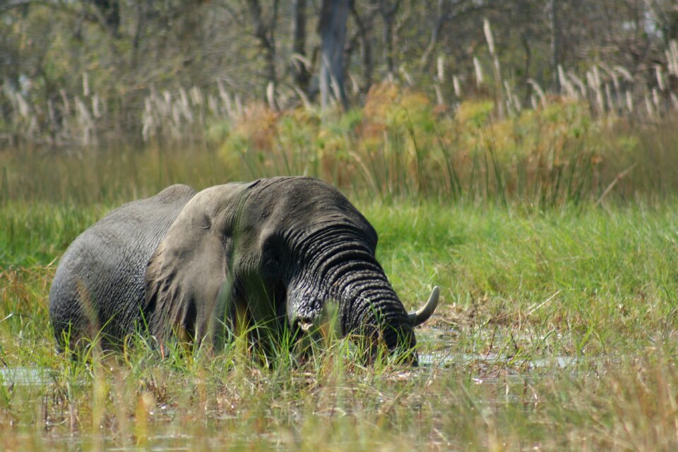 Animals elephant wild life