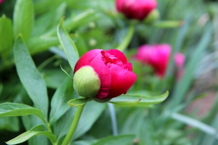 Peony button spring-flowering red flower photo