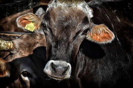 Hoofed animals good aiderbichl animals