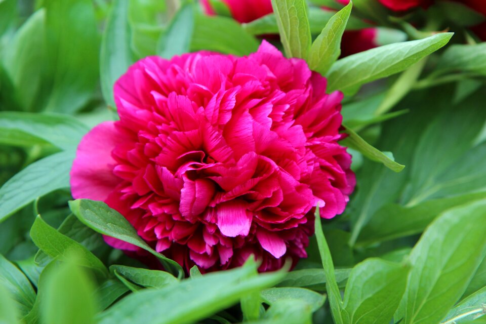 Spring-flowering red flower red flowers