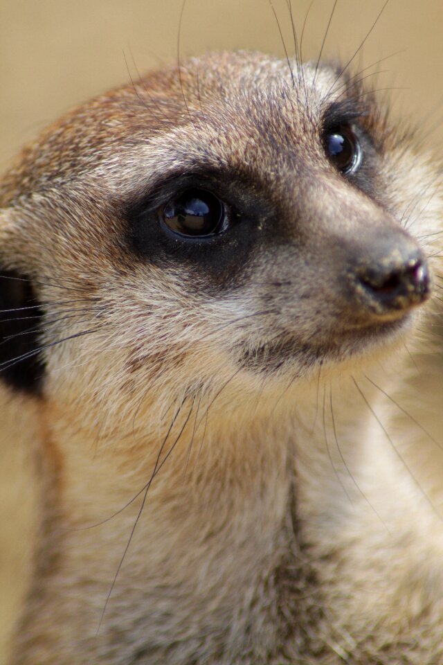 Mammal fur zoo