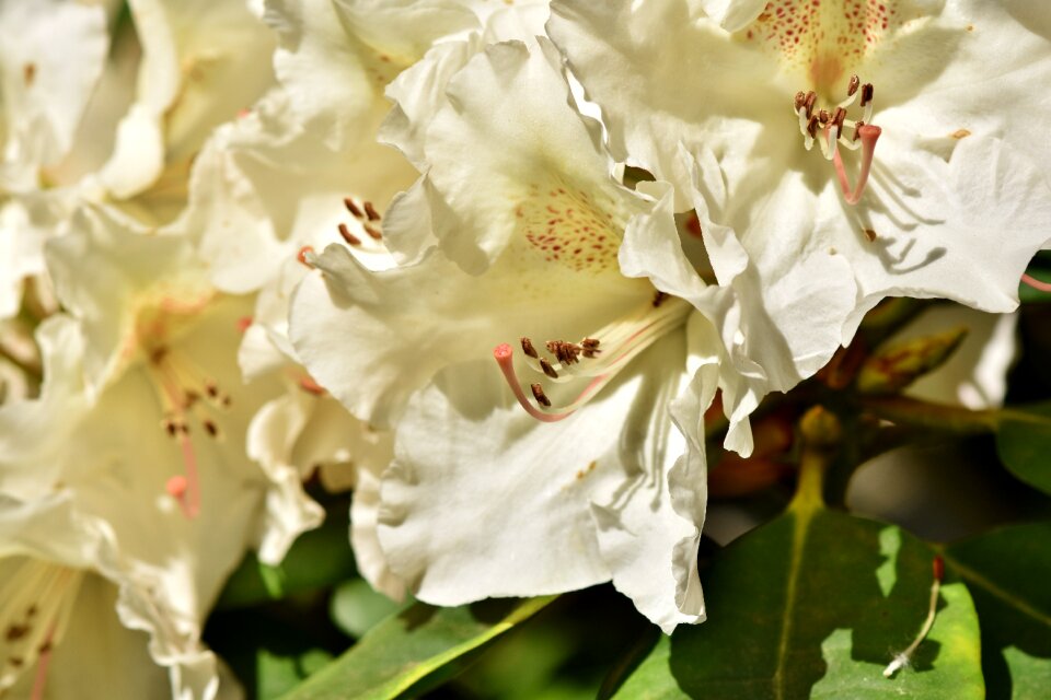 White rhododendron bud blossom