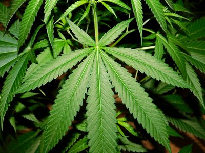 Leaves nature plant