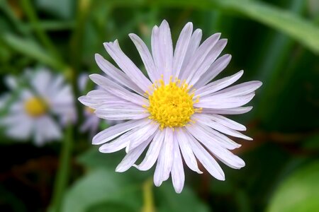 Autumn white flower pure