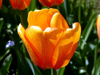 Orange spring lily photo