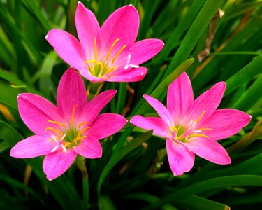 Wild pink flower beauty
